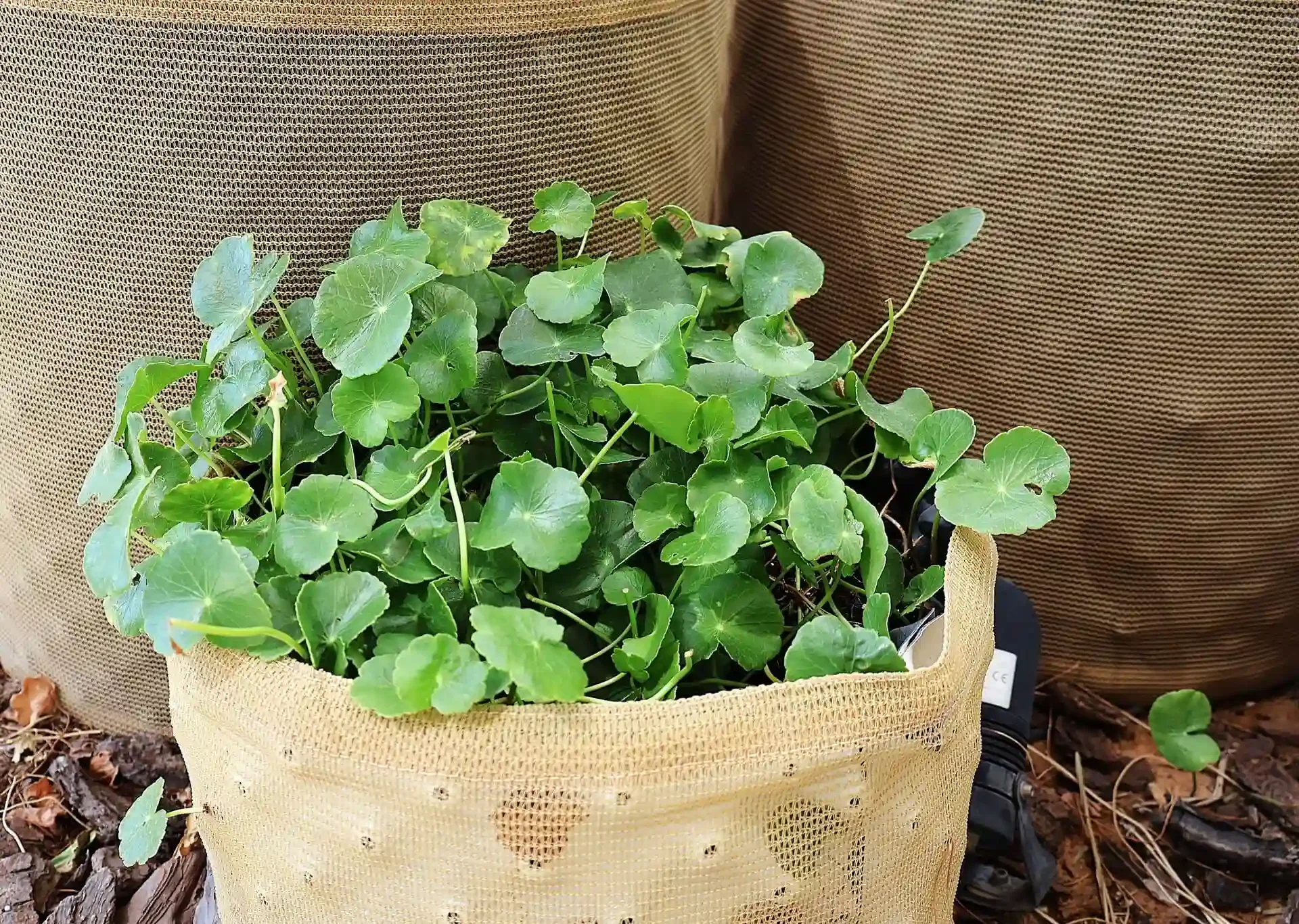 Sustainability at Aquila  11
