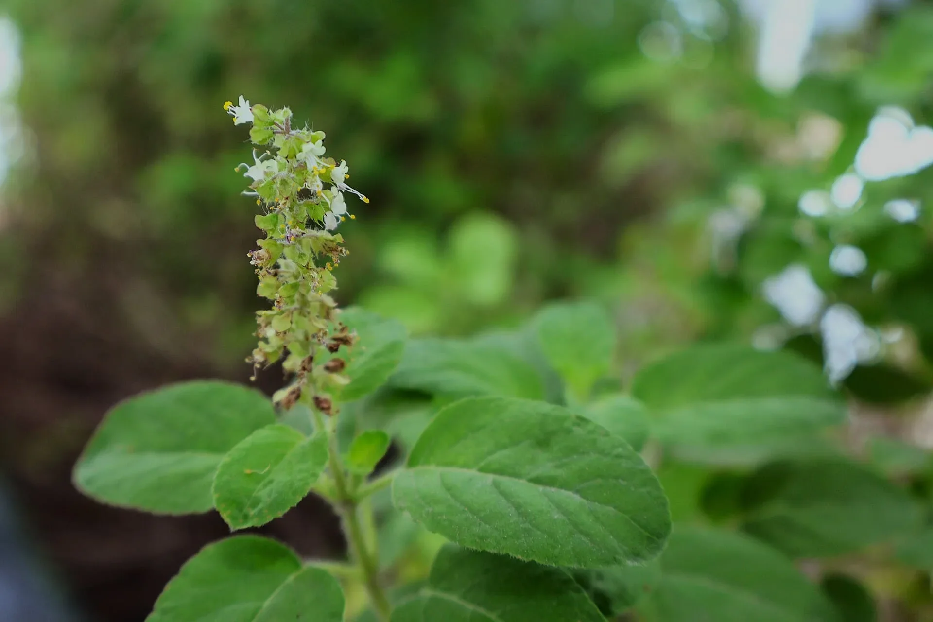 Sustainability at Aquila  5