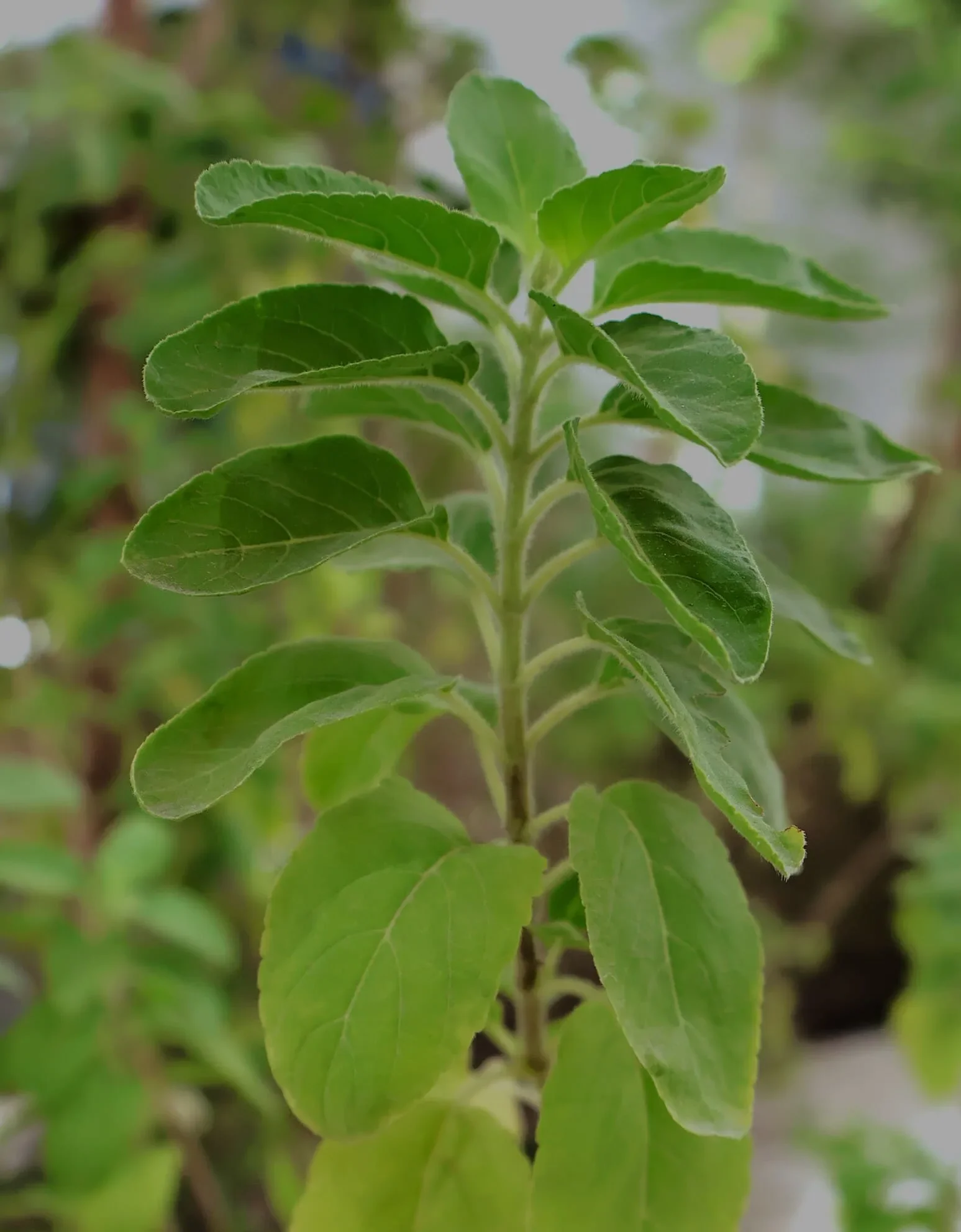 Sustainability at Aquila  8