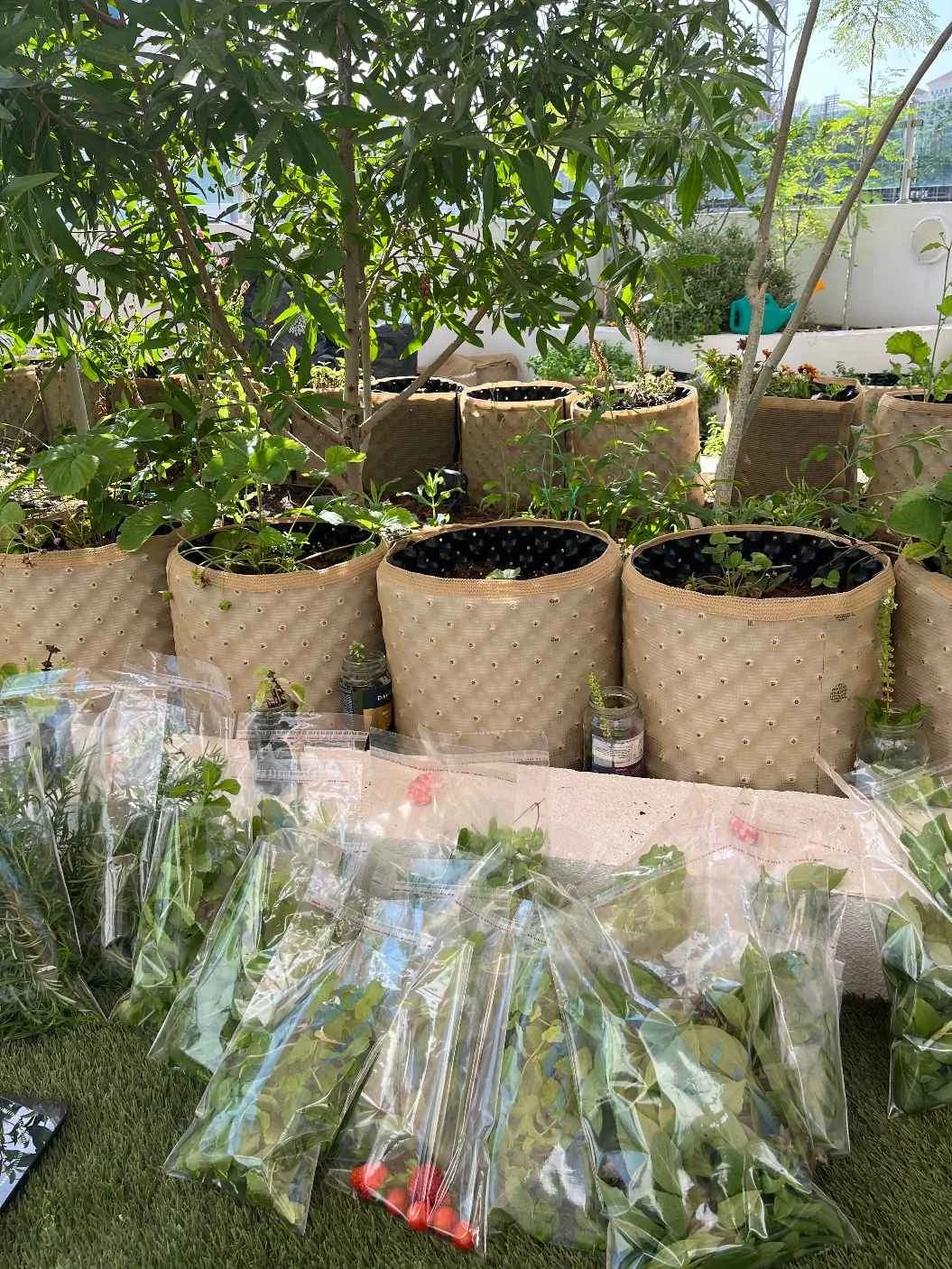 Sustainability at Aquila  2