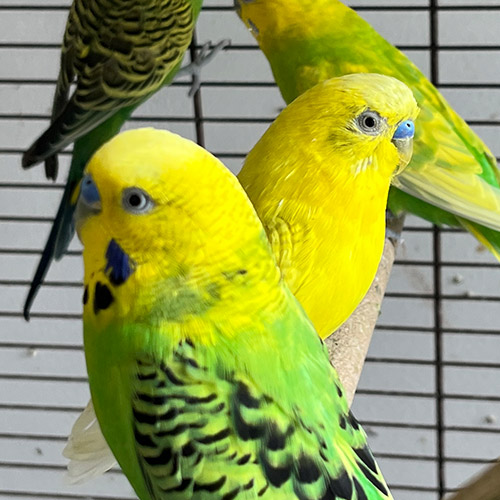 parrots